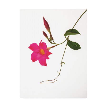 Kurt Shaffer 'Pink Mandevilla' Canvas Art,24x32